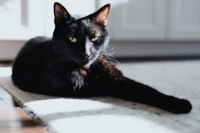 A cat, similar to the one who was recently reunited with his owner in Pennsylvania after he went missing from his home.