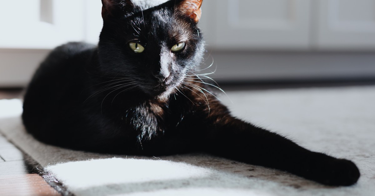 Lacking Cat Discovered After 5 Months