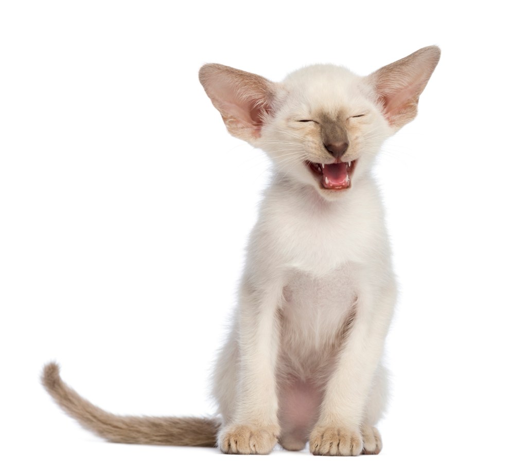 A Colorpoint Shorthair kitten meowing. 