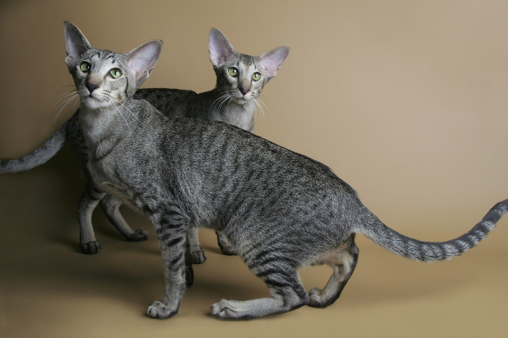 A pair of Oriental cats with tabby coating. 