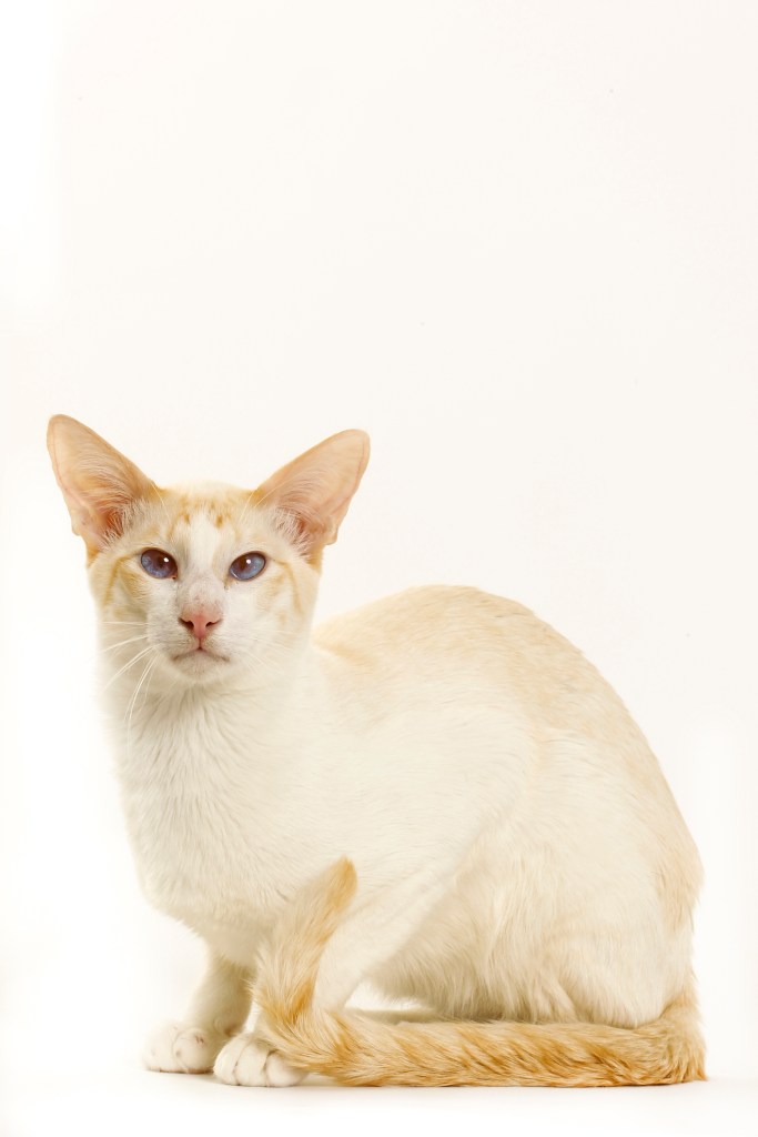 A Colorpoint Shorthair cat with red points. 
