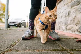 Pet owner walking a cat outdoors with a leash as per a North Carolina town rules.