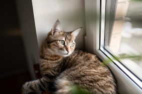 Cat lying on window sill, similar to the one fostered by Paws and Claws.