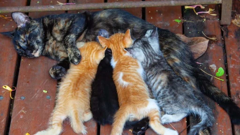 Breastfeeding mother cat lying on the floor as several kittens suckle, a New Jersey woman surrendered 120 cats to animal control