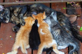 Breastfeeding mother cat lying on the floor as several kittens suckle, a New Jersey woman surrendered 120 cats to animal control