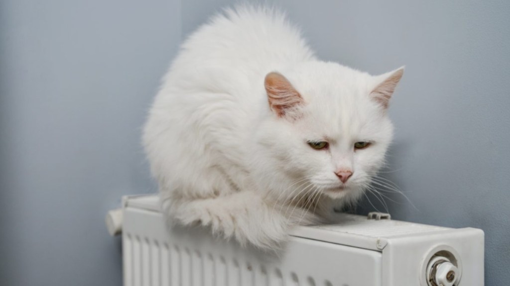 White cat on a radiator like the Minnesota cat who was found dead due to carbon monoxide poisoning along with two other people.
