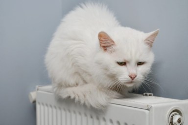 White cat on a radiator like the Minnesota cat who was found dead due to carbon monoxide poisoning along with two other people.