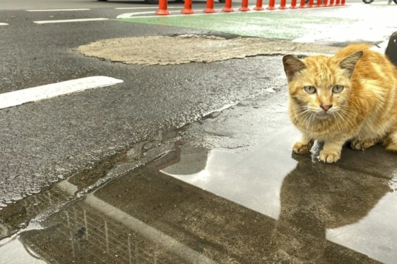 A cat on the side of the road, like the cat who was dumped in a pillowcase near Niagara Falls.