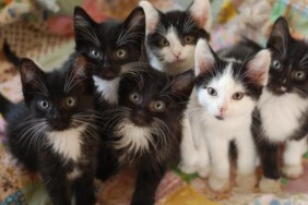 Black and white kittens on a quilt.