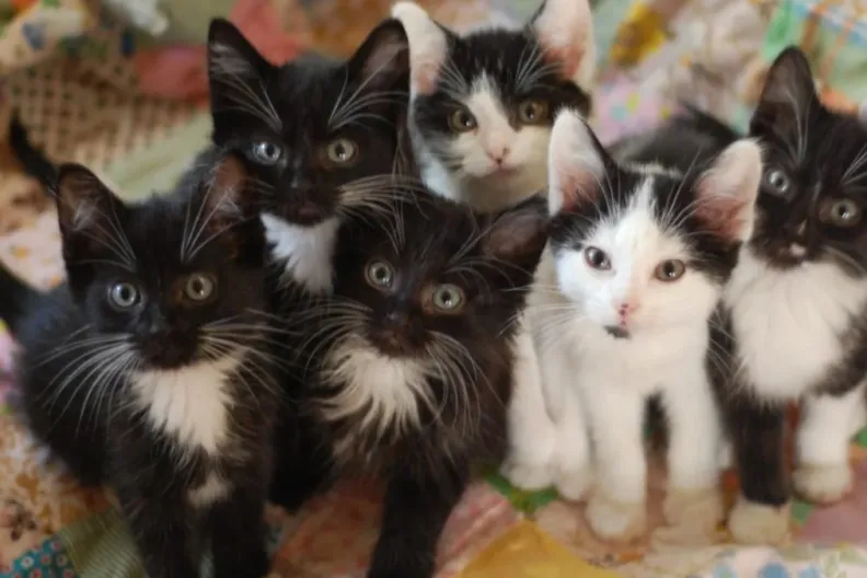 Black and white kittens on a quilt.