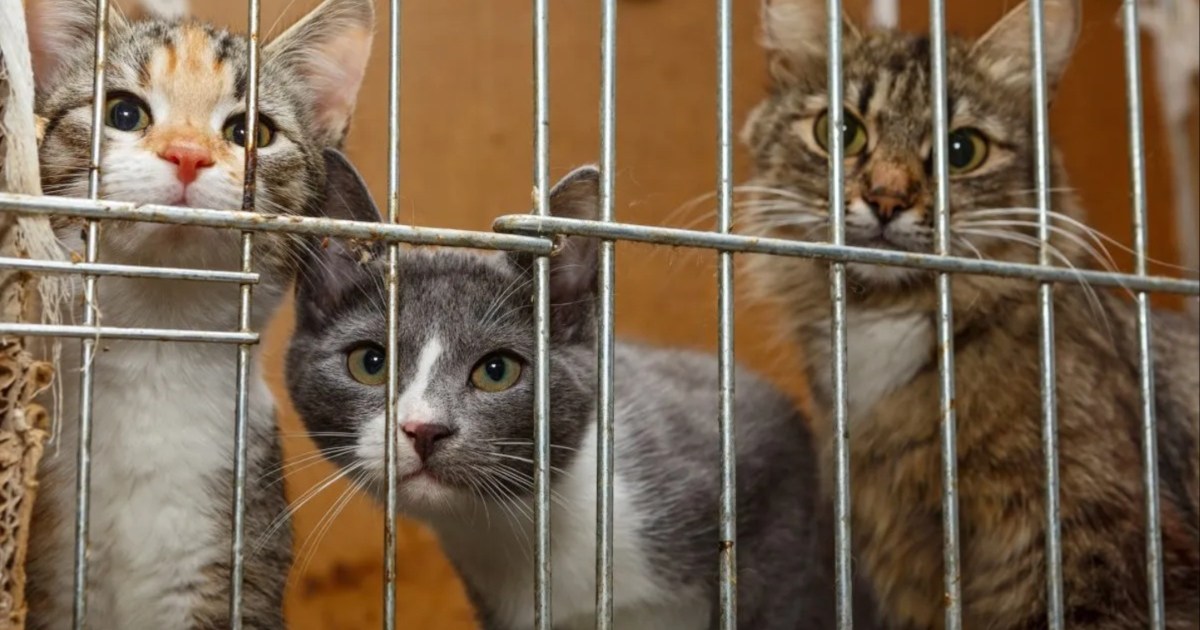 MP Sir Christopher Chope Needs Coverage of Cats Paused