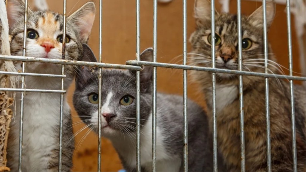 Three cats in a cage.