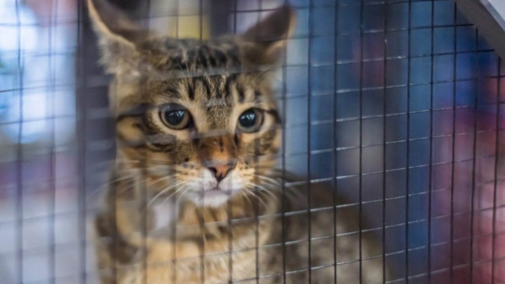 A cat in a cage like the Connecticut man charged with dumping cats in crates.