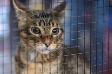 A cat in a cage like the Connecticut man charged with dumping cats in crates.