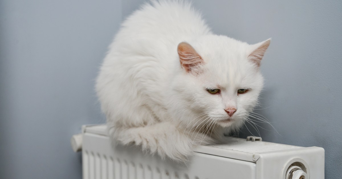 Carbon Monoxide Poisoning Kills 2 Folks, 1 Cat in Minnesota