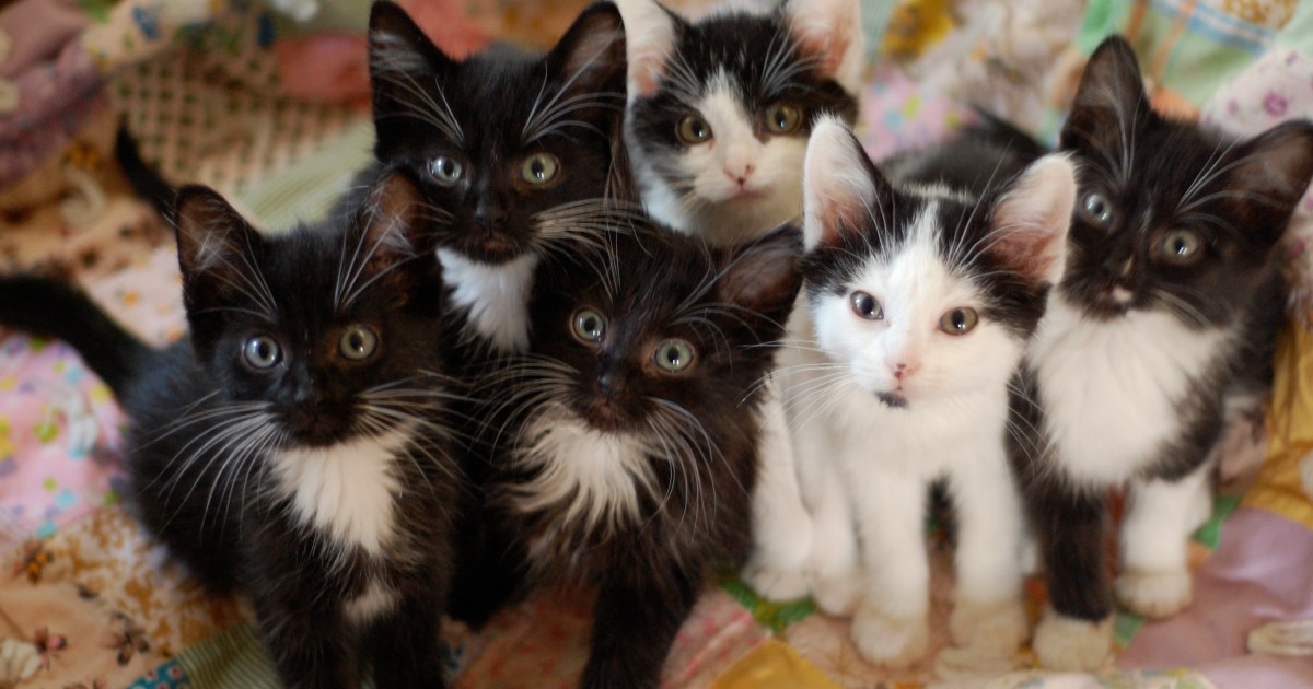 28 Cats Got rid of From House Deemed ‘Uninhabitable’