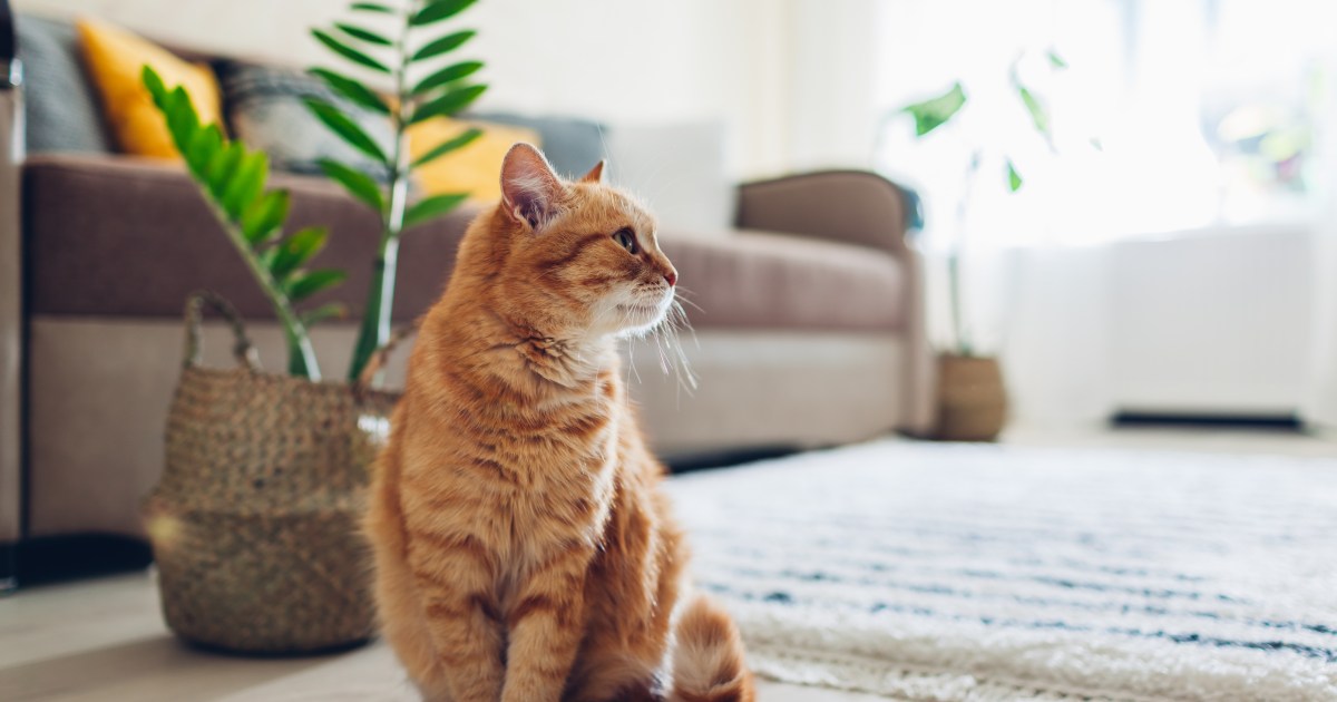 Florida Cat Reunited With Circle of relatives After 6 Months