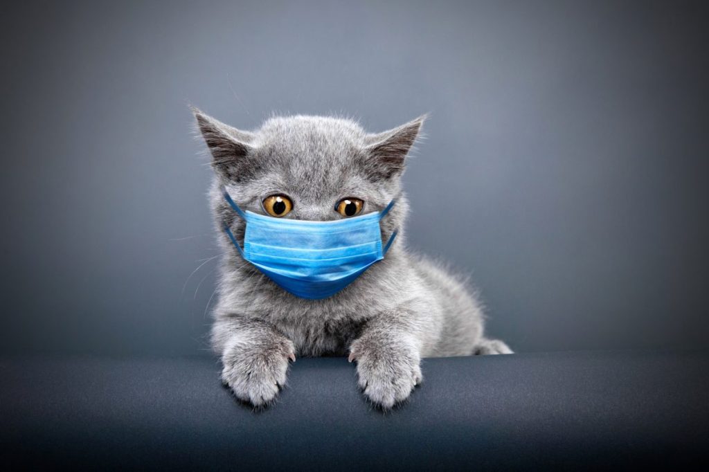 A masked cat like the pet cat who may be the cause of a human plague case in Oregon.
