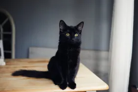 A black cat, similar to the one who was abandoned by her owners after they moved out of their house. The feline has now found a new family.