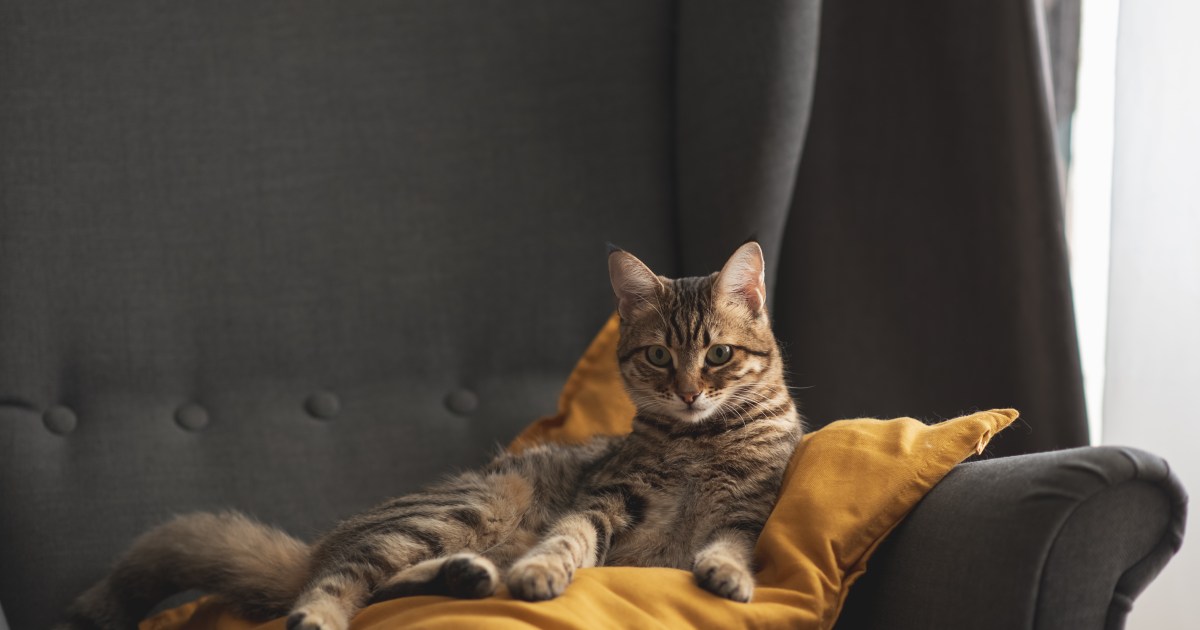 YouTuber Rescues Injured Cat, Motion pictures Video