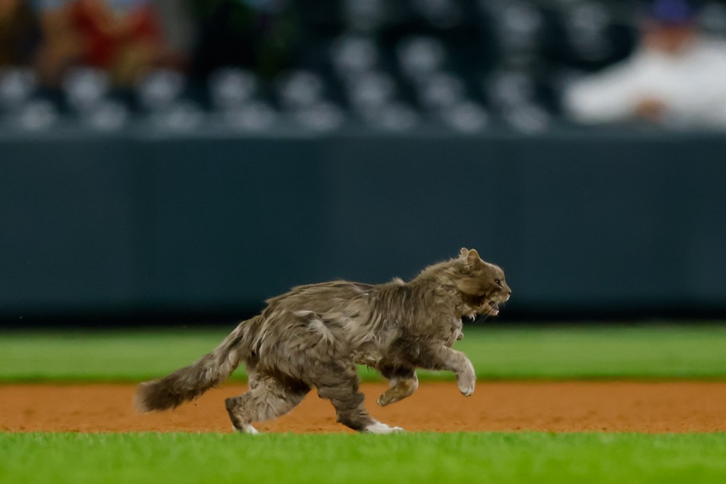 DENVER, CO - APRIL 2:  A cat runs onto the field during the eighth inning of a game between the Colorado Rockies and the Los Angeles Dodgers at Coors Field on April 2, 2021 in Denver, Colorado. (Photo by Justin Edmonds/Getty Images)