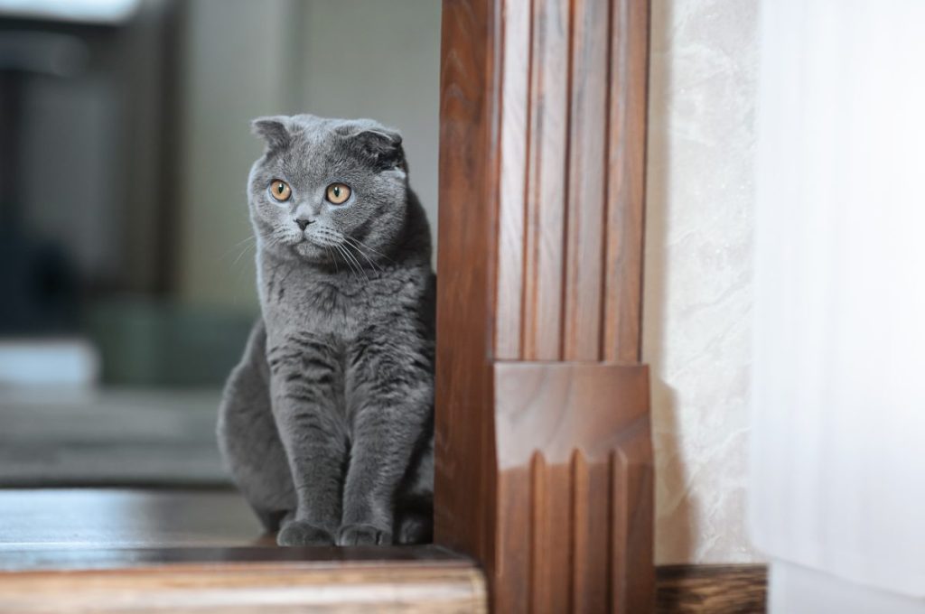 A gray cat, similar to the one who was found shot with an arrow in Florida.