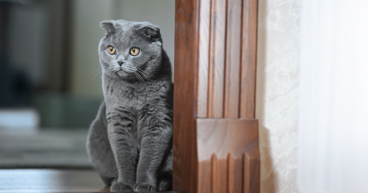 Florida Cat Discovered Shot With Arrow