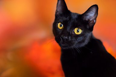 A black cat, similar to the one who was rescued after being stranded on top of a utility pole in Wisconsin.