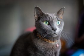 A Russian Blue cat, similar to the one who was reunited with his family several weeks after a car crash.