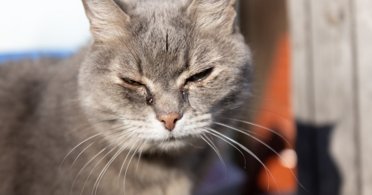 Guy Stuck Stuffing Cat in Trash Bag