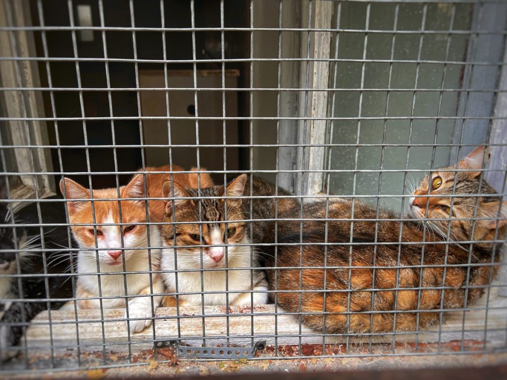 Cats, similar to the ones who were rescued from a home in West Virginia after being abandoned.