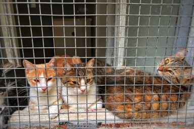 Cats, similar to the ones who were rescued from a home in West Virginia after being abandoned.