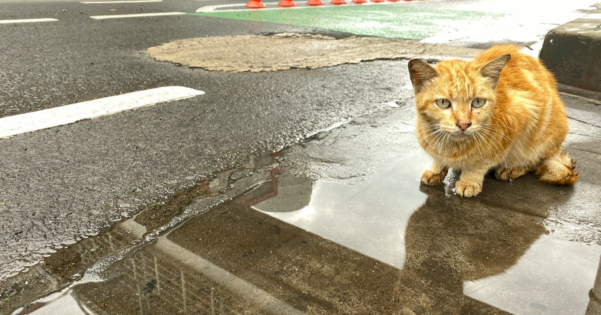 Cat Discarded on Street in Tied-up Pillowcase in Pouring Rain