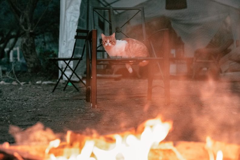 Cat near a fire, like the woman in Michigan who died trying to save her cat from a house fire.
