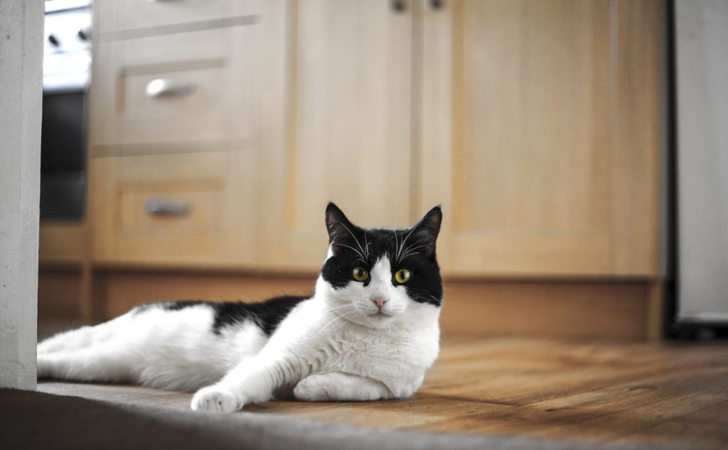 A black-and-white cat, similar to the one who's scared of men and is looking for a new home.