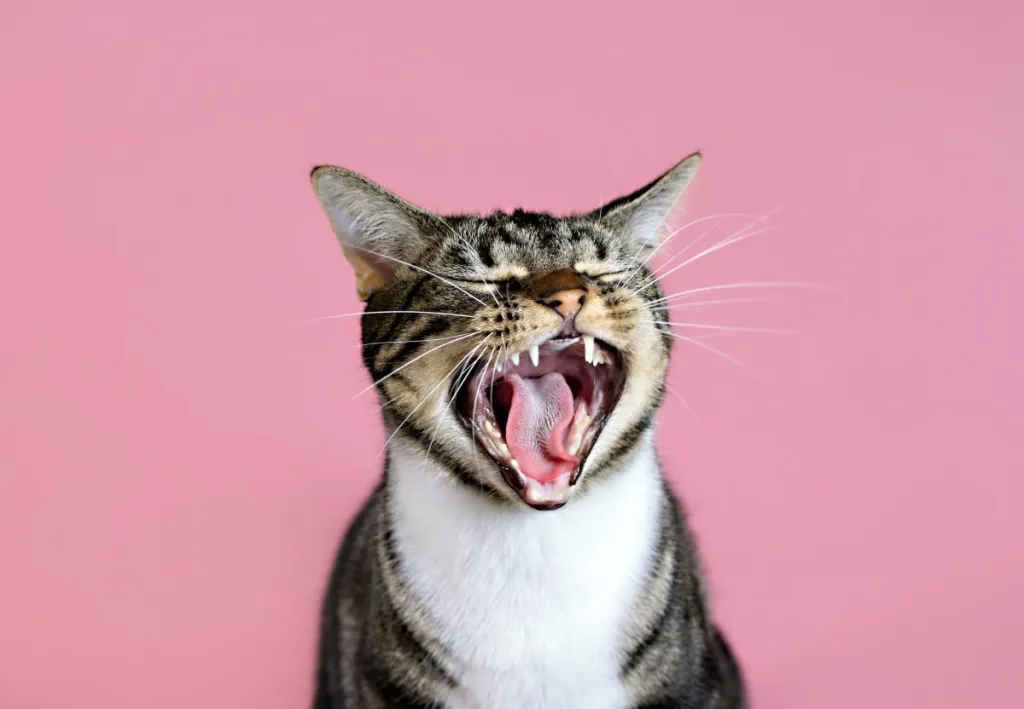 Do cats eat their owners’ dead body? Tabby cat with wide open mouth on pink background.