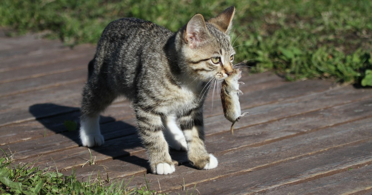 Cat Who Goals DC Community’s Rodent Inhabitants Stolen