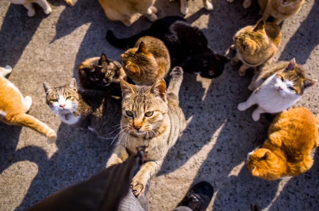A cat clinging on to a human's leg against many cats, similar to what one would find on Shanghai’s Cat Island in China.