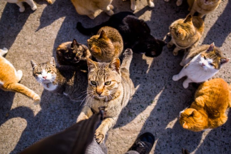 A cat clinging on to a human's leg against many cats, similar to what one would find on Shanghai’s Cat Island in China.