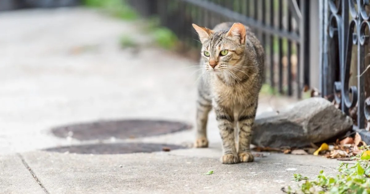 Stray tabby cat with green eyes walking on sidewalk streets.