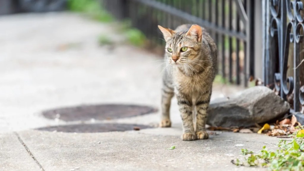 Stray tabby cat with green eyes walking on sidewalk streets.