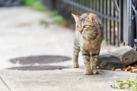 Stray tabby cat with green eyes walking on sidewalk streets.