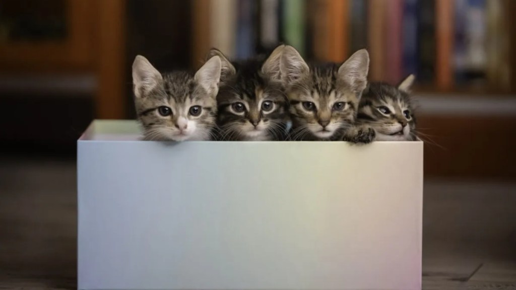 Four little kittens sit in a box and stick their heads out curiously.