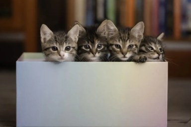 Four little kittens sit in a box and stick their heads out curiously.