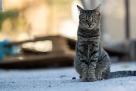 Close-up of cat sitting on street.