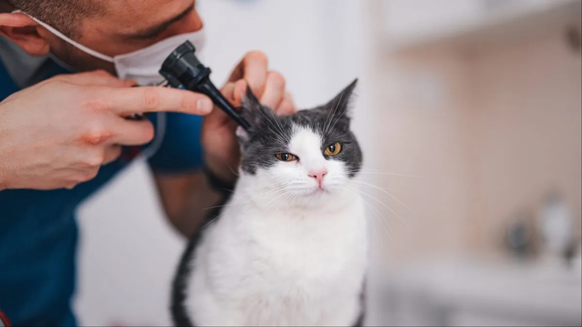 Image showcasing Ear Infections In Cats: Symptoms, Causes, & Treatments - CatTime