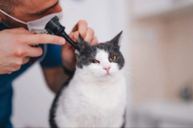A vet checking a cat's ears, similar to the cat whose ear infection treatment costs reached thousands of dollars.
