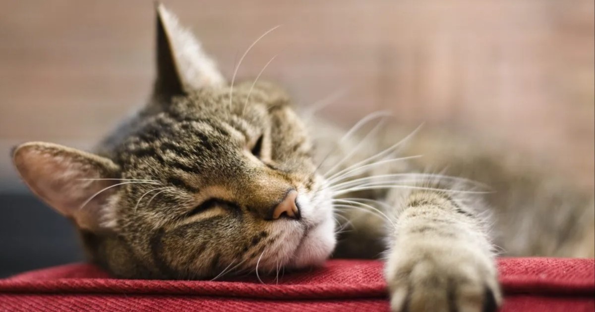 Groomer Gives Woman Heartfelt Gift After 21YearOld Cat Dies