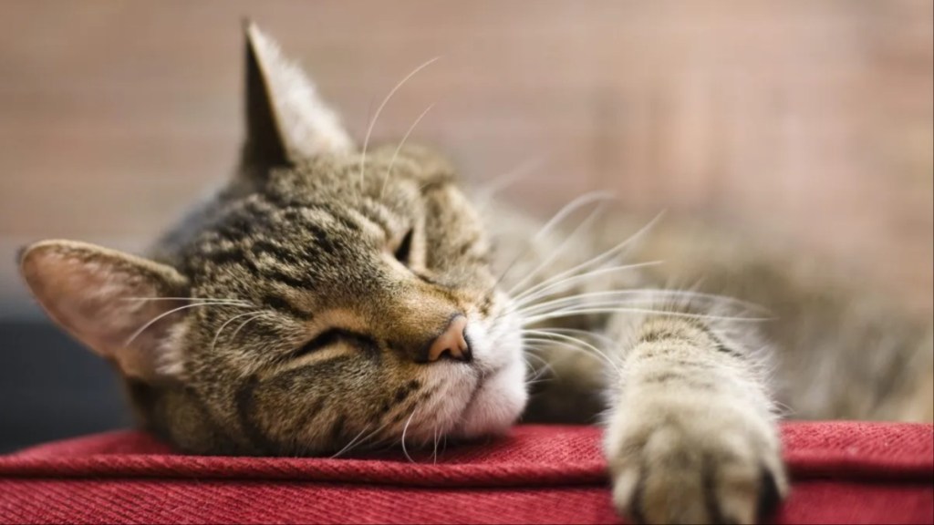 Old cat laying on a red cushion with eyes closed, a cat groomer's gift moved a grieving cat owner to tears