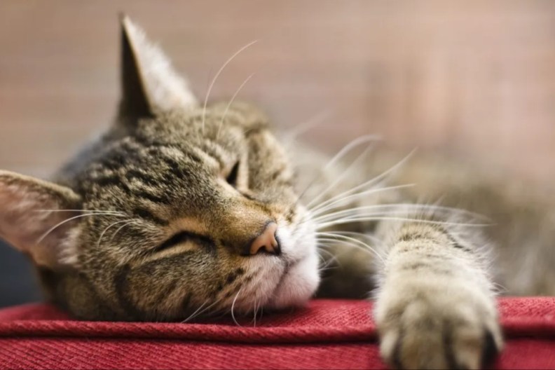 Old cat laying on a red cushion with eyes closed, a cat groomer's gift moved a grieving cat owner to tears